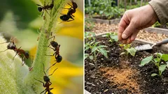 Myror marscherade i armé över tomten tills jag strödde ut den här kryddan – sedan försvann de