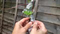 Håller aluminiumfolie skadedjur borta från trädgården? En trädgårdsmästare ger svaret